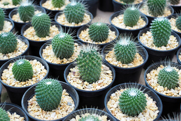 Beautiful green cactus plant in black flower pot for background