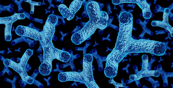 Bifidobacterium Probiotic Bacteria Gut Microbiota as good Bacteria in the intestine as healthy bacterium inside the body as digestive microflora in the colon or bowel as microbiome.