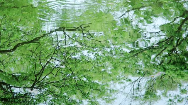 水面 池 緑 新緑 波」の写真素材 | 595件の無料イラスト画像 | Adobe Stock