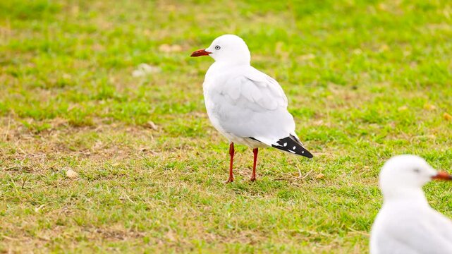 Red-Billed Gull in Ocean Grove, Victoria