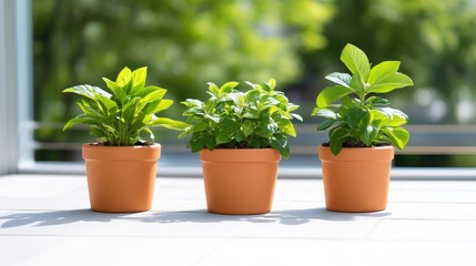 Fototapeta premium Three potted plants in terracotta pots, on a windowsill, bathed in sunlight