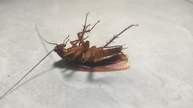 closeup upside down cockroach writhing on the floor