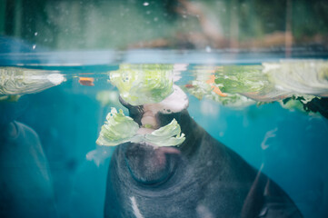 Naklejka premium マナティー