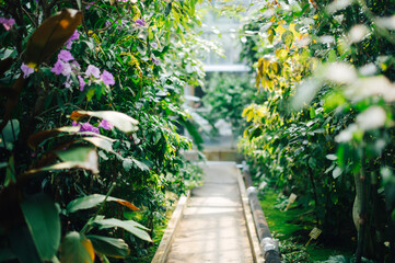 温室内の舗装された道