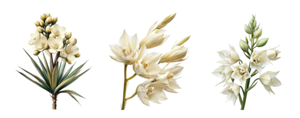 Yuca flowers, close up, isolated in white background