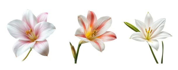 Zephryanthes flowers, close up, isolated in white background