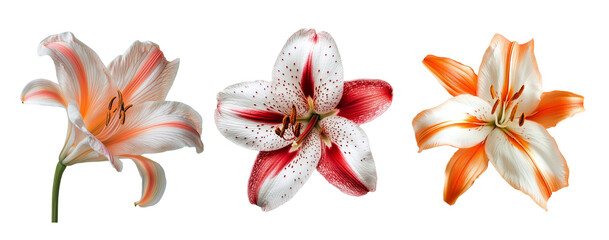Zephyr lily flowers, close up, isolated in white background