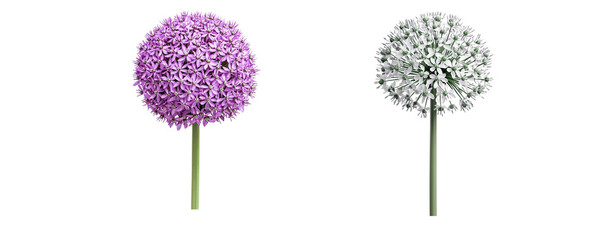 Two clusters of allium flowers, close up, isolated in white background