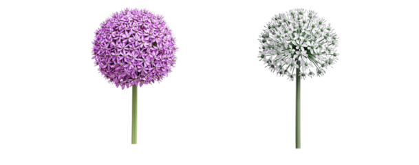 Two clusters of allium flowers, close up, isolated in white background