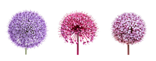 Allium flowers, close up, isolated in white background