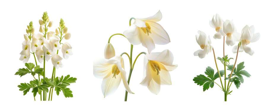 Dutchman's breeches flowers, close up, isolated in white background