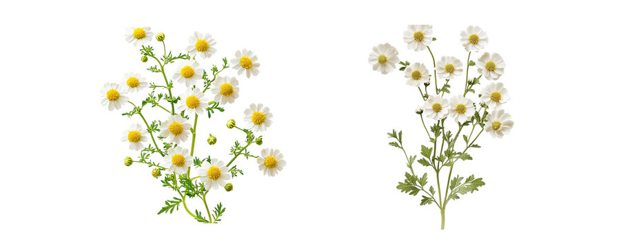 Feverfew flowers, perennial herb, close up, isolated in white background