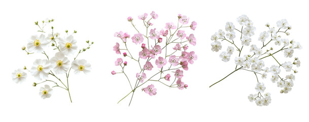 Gysophila flowers collection, close up, isolated on white background