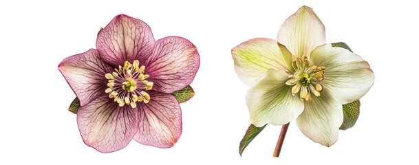 Two variations of hellebore flowers, close up, isolated on white background
