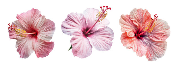 Selection of pink hibiscus flowers close up, transparent background