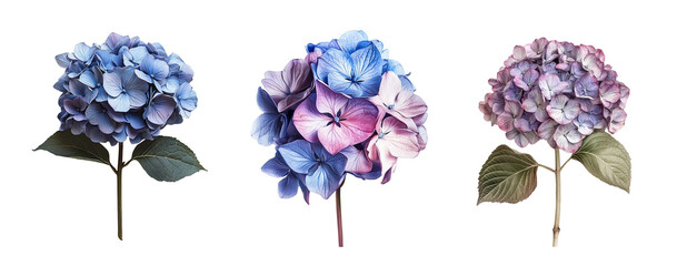 Hydrangea flowers collection, close up, isolated on white background