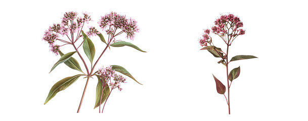 Joe-pye flowers collection, close up, isolated on white background