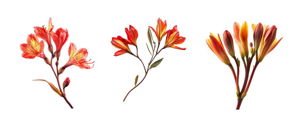 Kangaroo paw flowers collection, isolated on white background