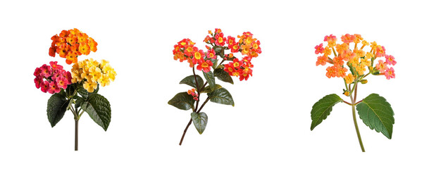Lantana flowers collection, close up, isolated on white background