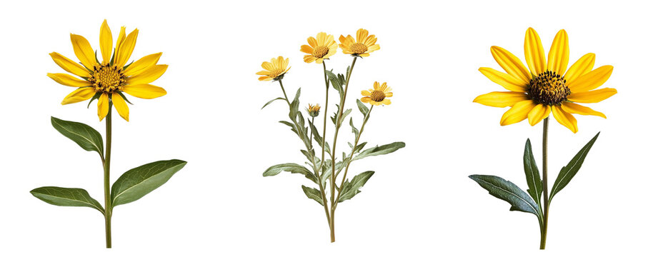 Leopards bane flowers, close up, isolated in white background
