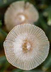 mushroom in the grass
