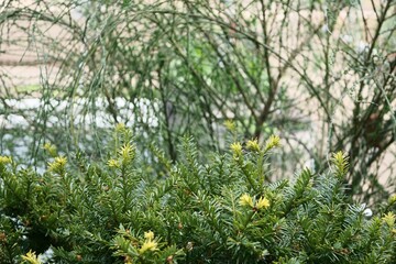 薬用植物園で栽培されているイチイ科イチイ属の植物