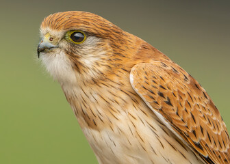 Nankeen Kestrel