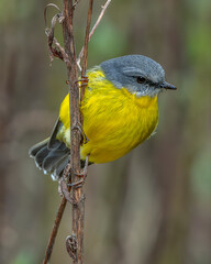 Eastern Yellow Robin