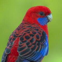 Crimson Rosella