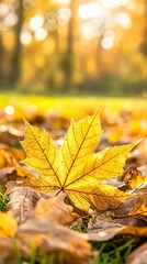 Vibrant Yellow Maple Leaf on Ground in Autumn Park Setting