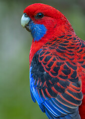 Crimson Rosella