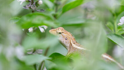 Lizard in the garden in thailand,Chameleon in the garden