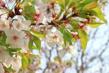 日光を浴びる桜、優雅で軽やか