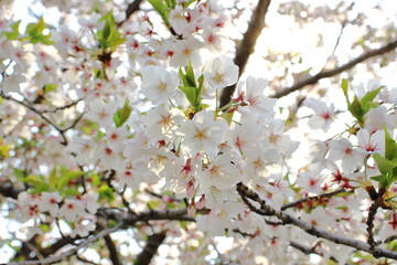桜といえば日本、綺麗