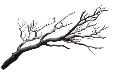 Fototapeta premium Twisted dry tree branch isolated on a transparent background, perfect for nature and artistic concepts