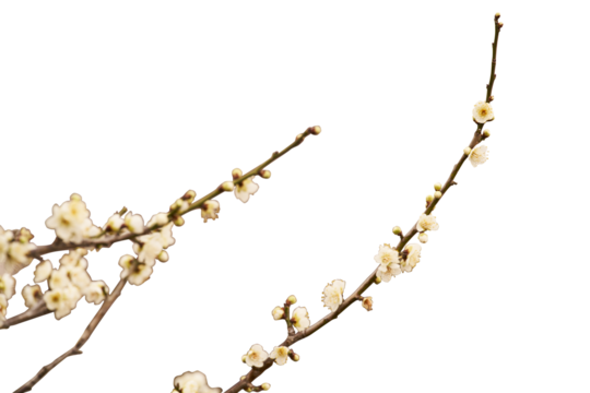 白き囁き、冬の眠りから覚める生命