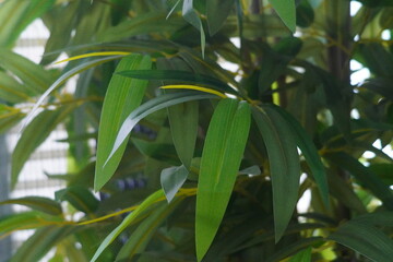 Elegant bamboo leaves and stems create a soothing botanical scenery