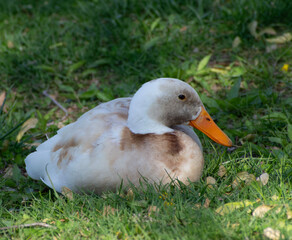 A brown and white duck on the grass.