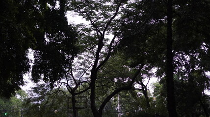 An eye-level shot with tree silhouettes framing the overcast sky