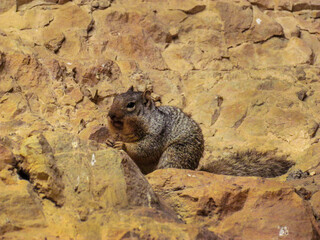 Large Squirrel Sitting On The Rock Of Cave