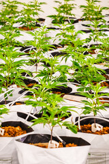 Row of plants in white pots with black plastic bags