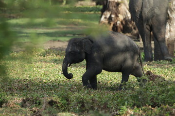 Fototapeta premium Sri Lankan Elephants and Tuskers in Kalawewa, Sri Lanka
