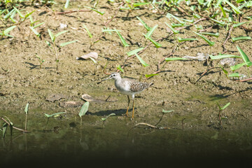 Young Wood Sandpiper (Tringa glareola) feeding in swamp.