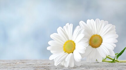 Obraz premium Serene white daisies peaceful nature photography calming minimalist floral image