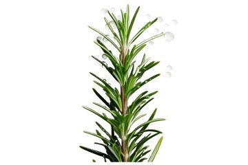 Obraz premium rosemary isolated on transparent background