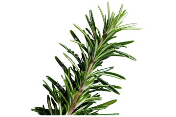 rosemary isolated on transparent background