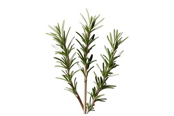 Fototapeta premium rosemary isolated on transparent background