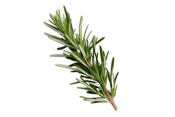 Fototapeta premium rosemary isolated on transparent background