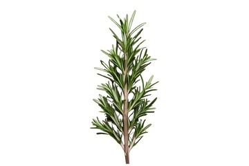 Fototapeta premium rosemary isolated on transparent background