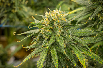 Marijuana plant with a large bud